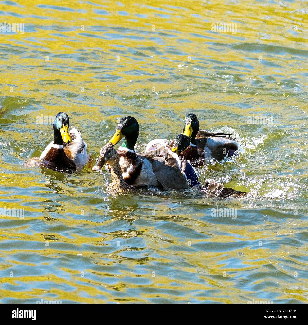 Un canard colvert mâle et femelle se confond dans l'eau à Figgate Park, Édimbourg, Écosse, Royaume-Uni Banque D'Images