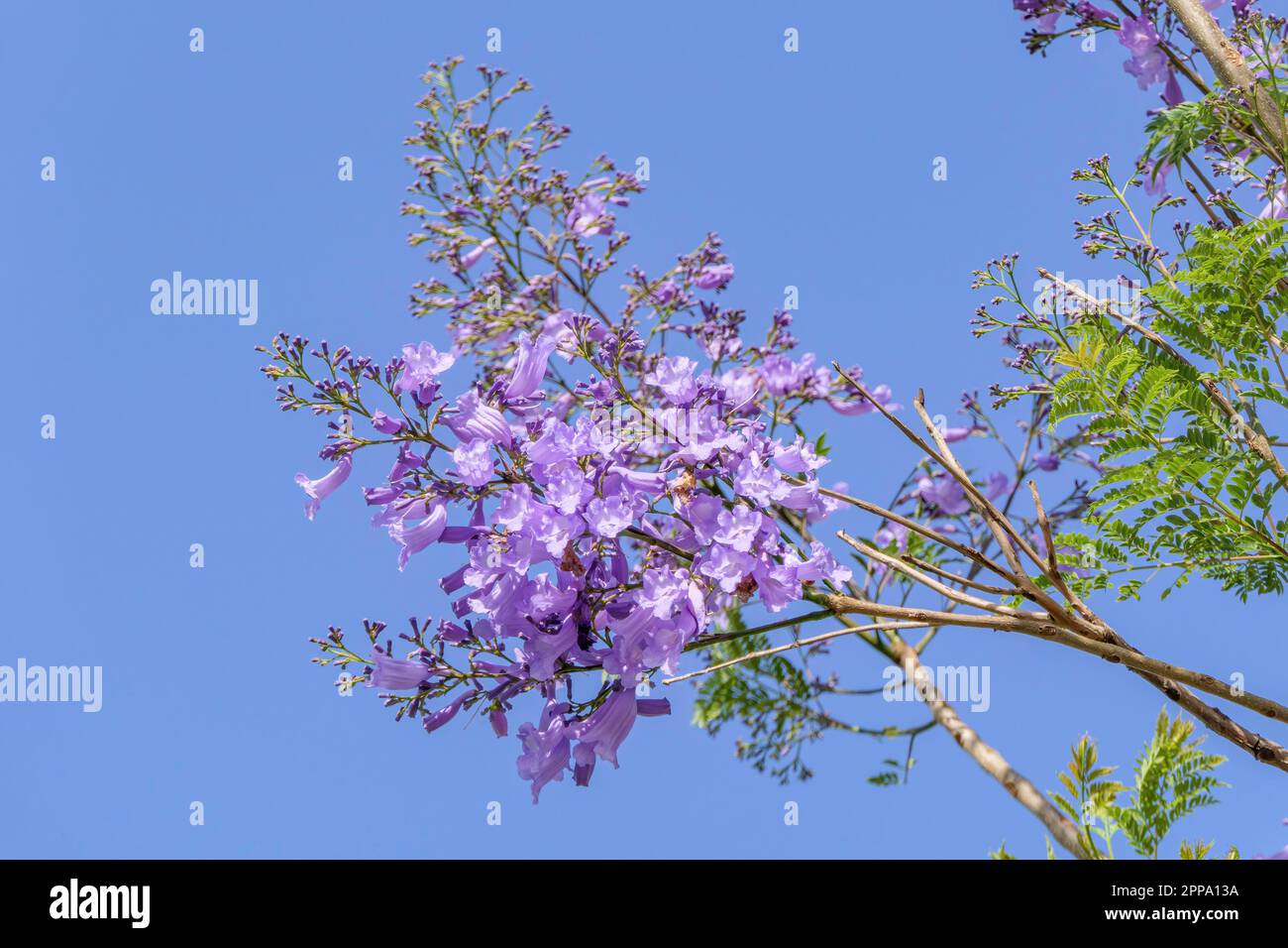 Fleurs violettes et graines de l'arbre Jacaranda au milieu du feuillage contre le ciel bleu. Gros plan Banque D'Images