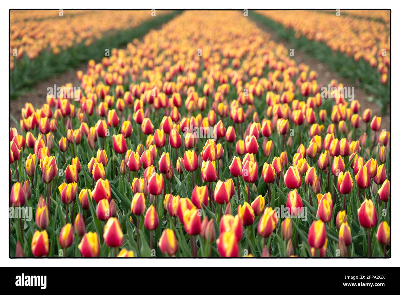 Champ de tulipes au coucher du soleil près d'Arnhem - Hollande. 2023 fotografie vvbvanbree Banque D'Images