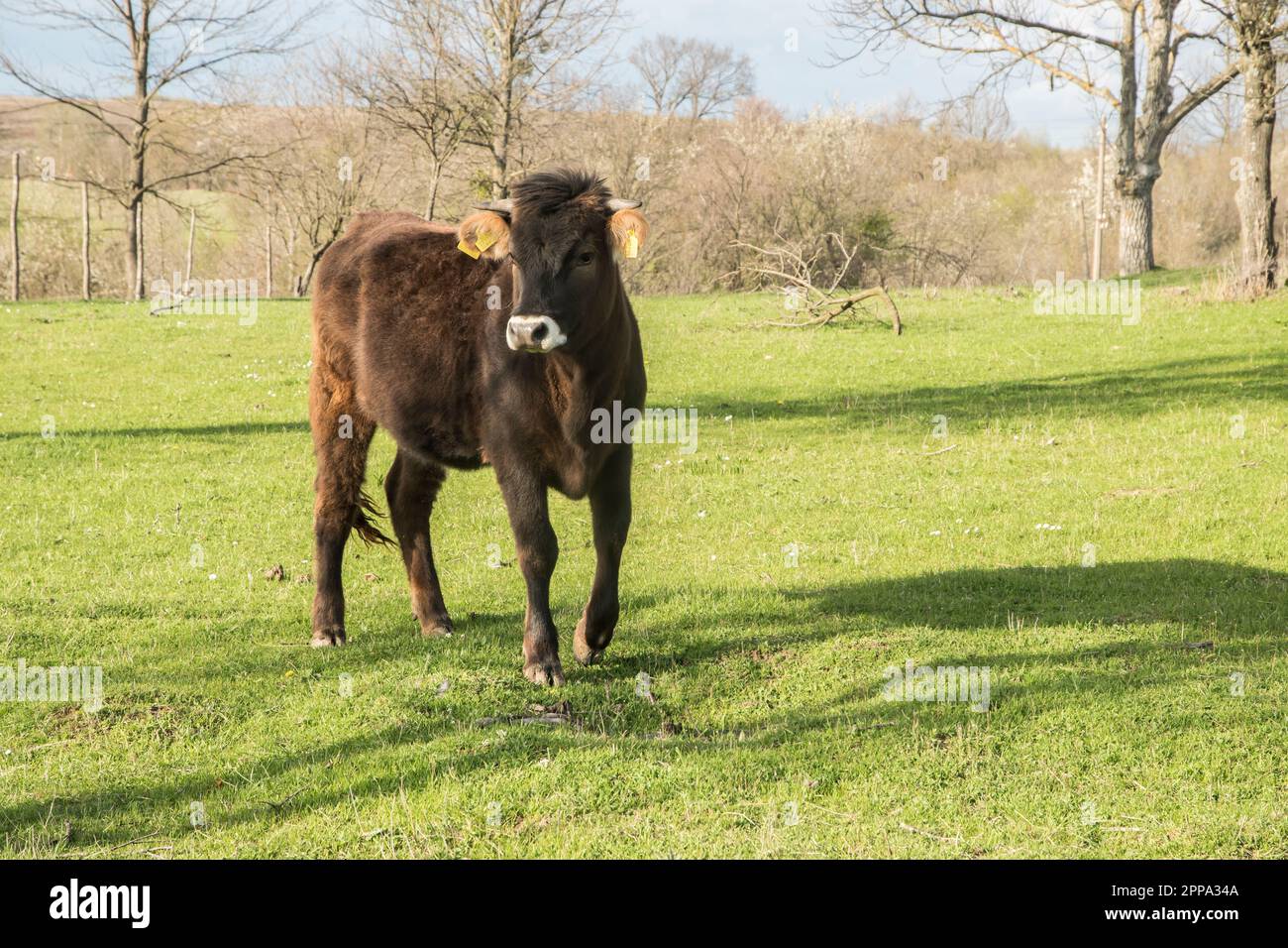 Jeune taureau de veau de près sur la prairie d'herbe verte dans la ferme de campagne Banque D'Images