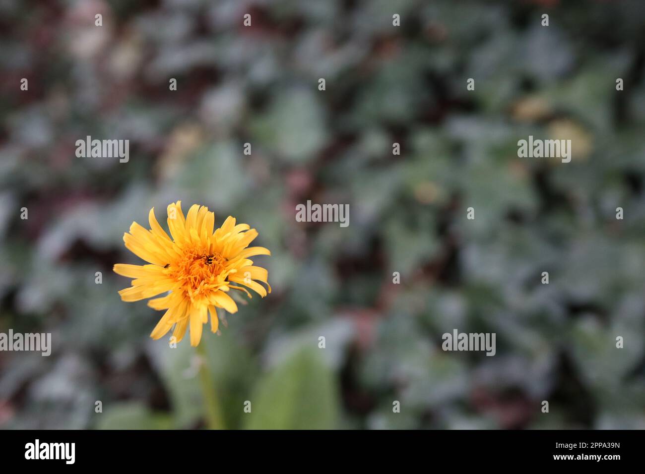 Une petite fleur de pissenlit jaune vif dans le premier soleil de printemps sur un fond de laves vert foncé. Banque D'Images