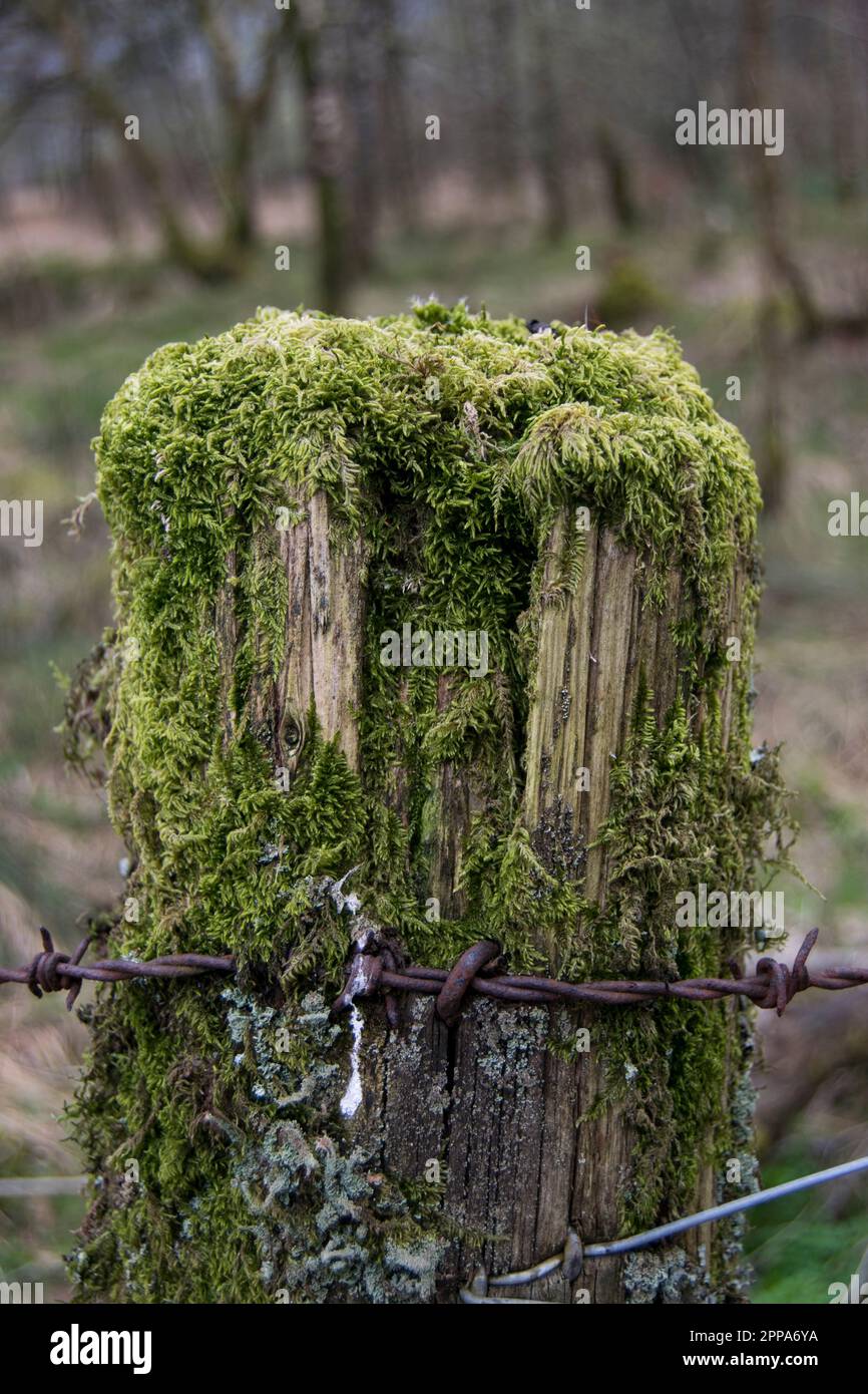 Ancien poteau de clôture en mousse Photo Stock - Alamy