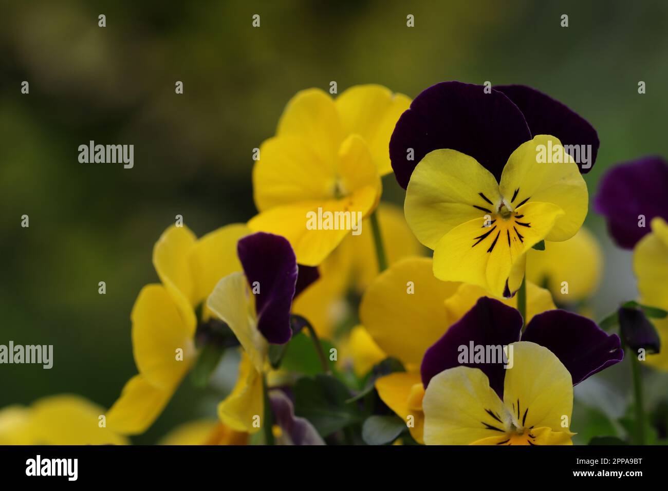 gros plan de jolis pansies jaunes-violets sur un fond naturel flou, mise au point sélective Banque D'Images