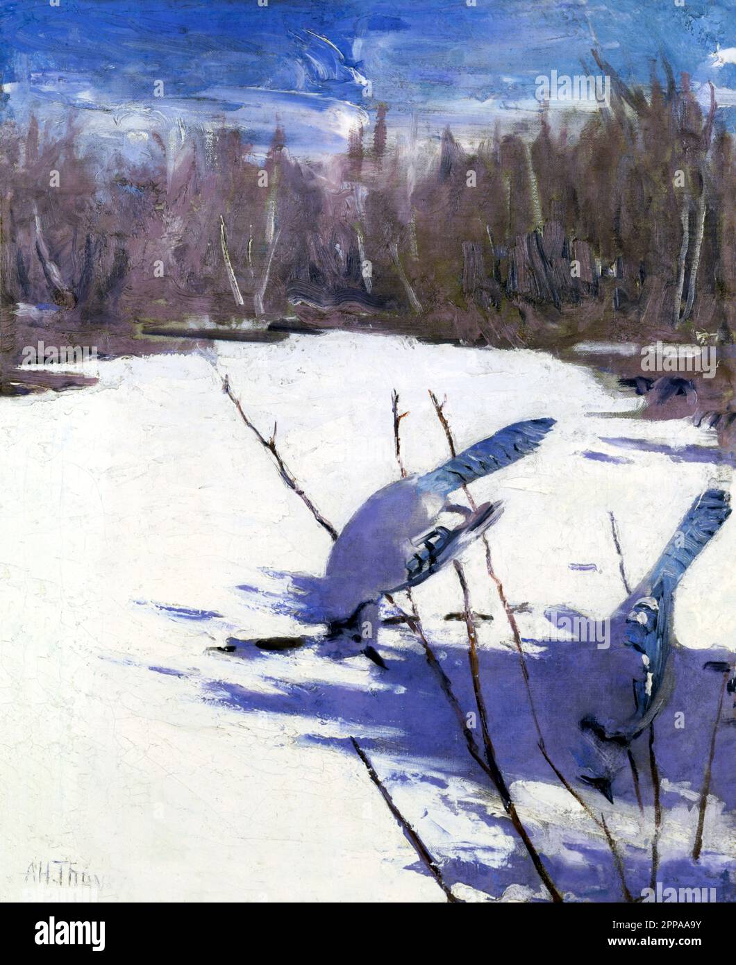 Blue Jays in Winter, étude pour livre dissimulant la coloration dans le Royaume animal peinture en haute résolution par Abbott Handerson Thayer. Original de Banque D'Images