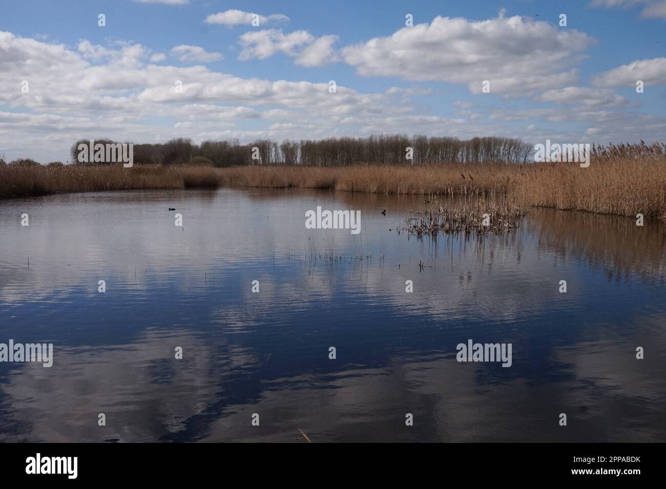 Lakenheath Fen, Suffolk, Angleterre Banque D'Images