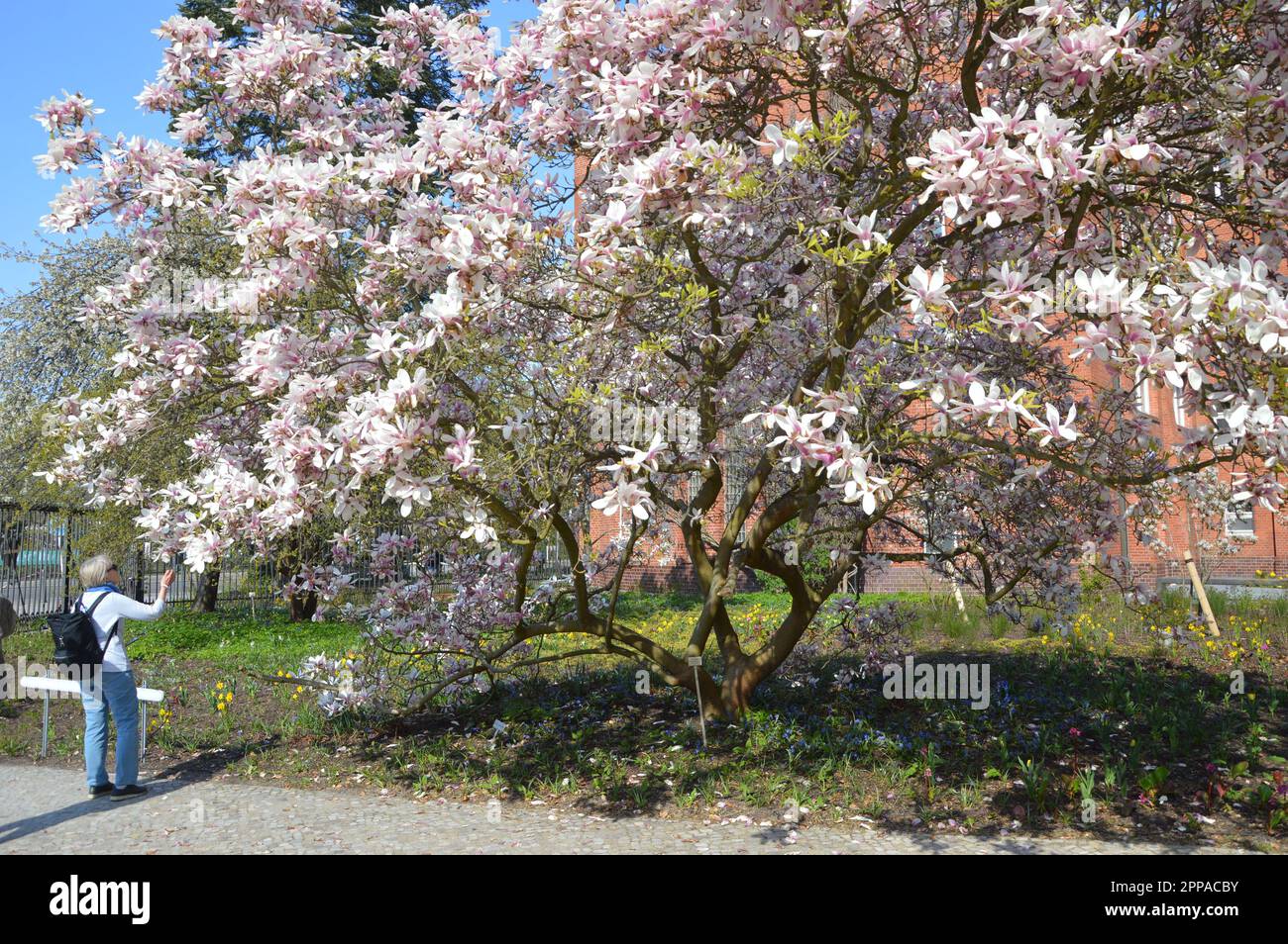 Berlin, Allemagne - 22 avril 2023 - cerisiers en fleurs à l'entrée du jardin botanique de Berlin. (Photo de Markku Rainer Peltonen) Banque D'Images