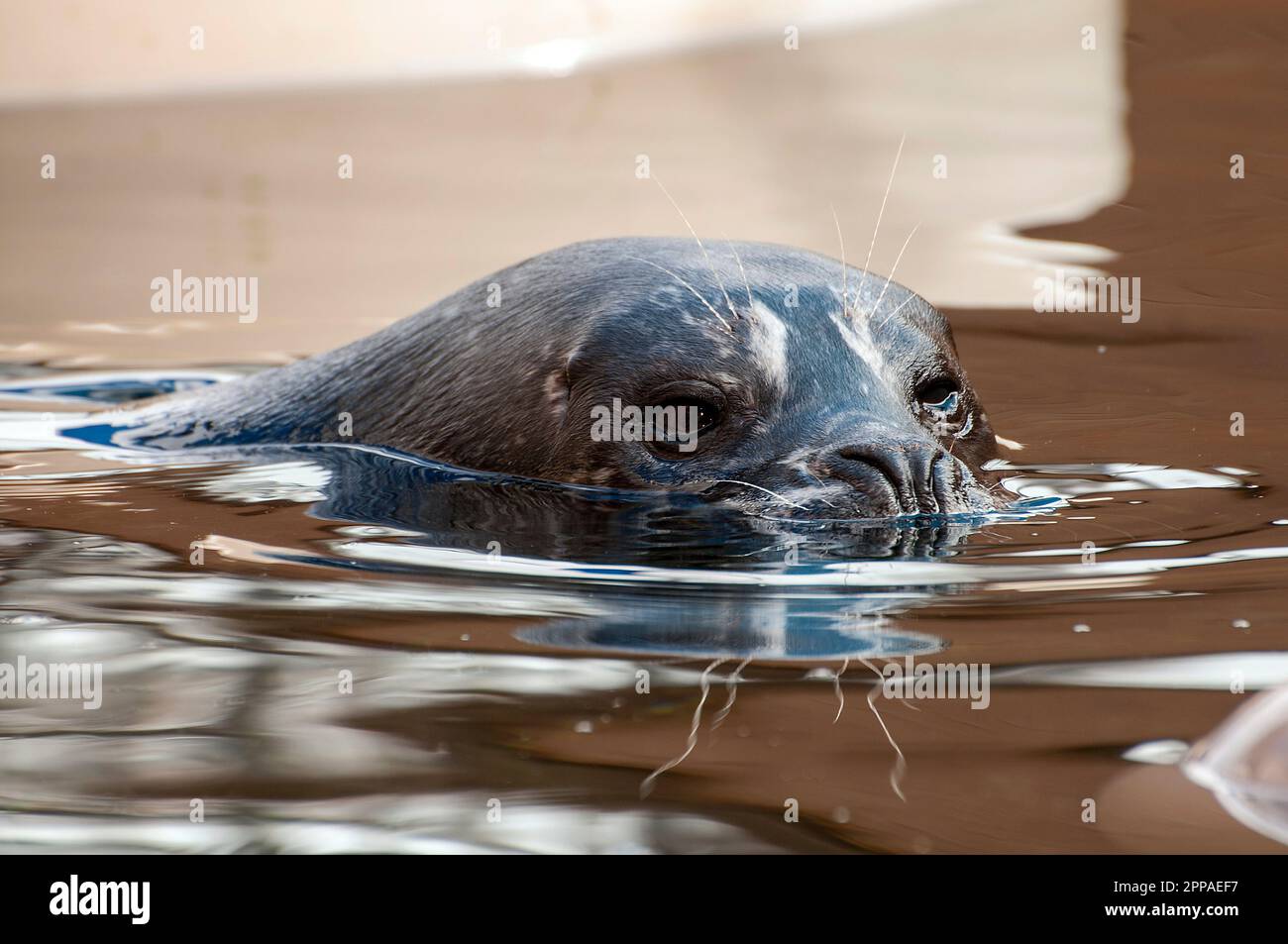 Harbour Seal gros plan avec sa tête juste au-dessus de la surface de l'eau regardant la caméra. Banque D'Images