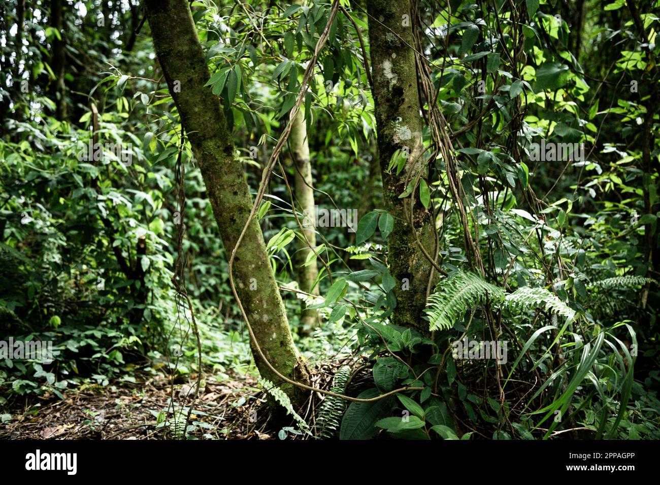 Vue de face magnifique forêt tropicale Banque D'Images