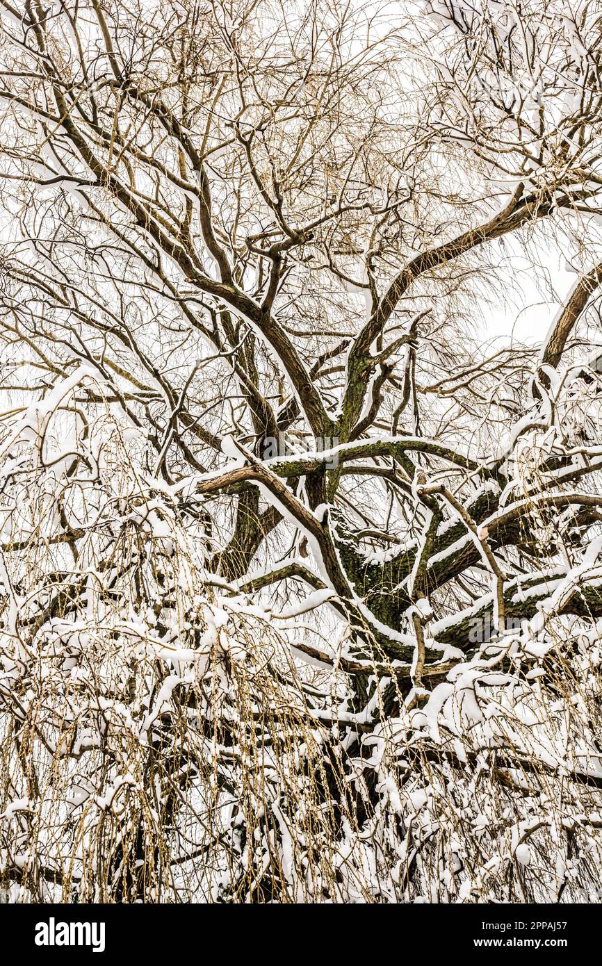 Anglais abstract treetop d'un saule pleureur arbre avec branches givrées Banque D'Images