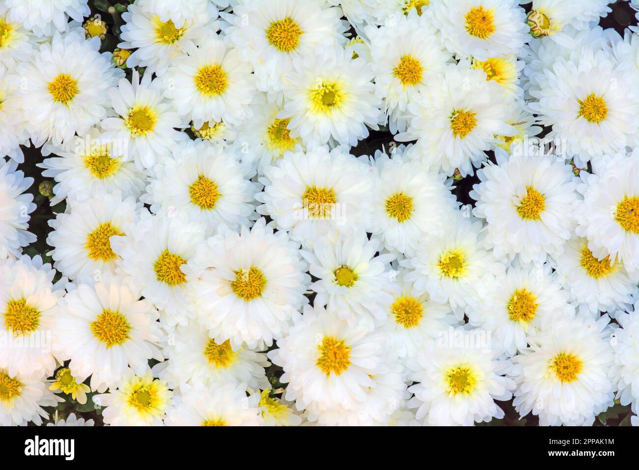 Floral background naturelles avec des fleurs fleur de chrysanthème Banque D'Images