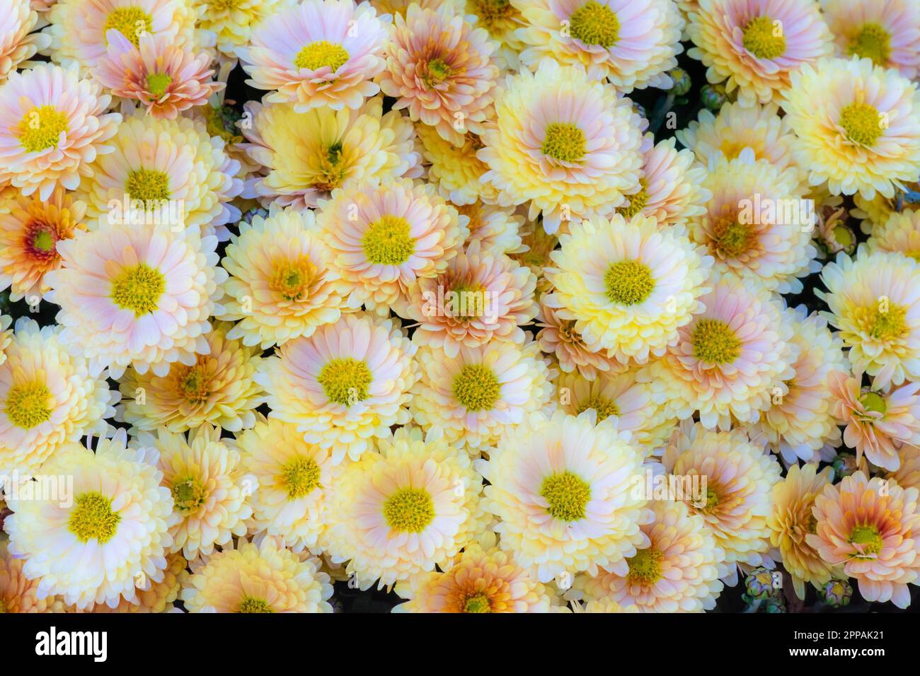 Floral background naturelles avec des fleurs fleur de chrysanthème Banque D'Images