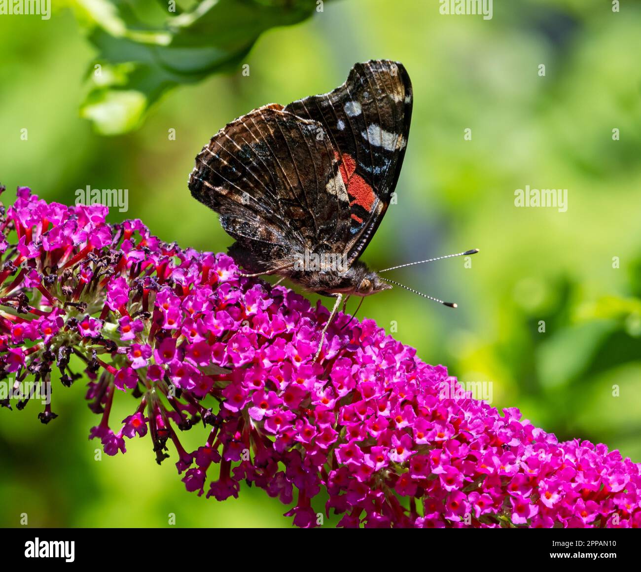 Macro d'un papillon amiral collectant le nectar à une butleja floraison Banque D'Images