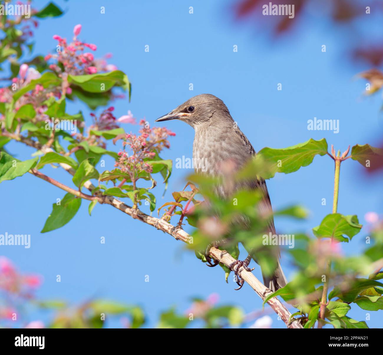 Jeune étoile assise sur une branche d'un Bush à fleurs Banque D'Images