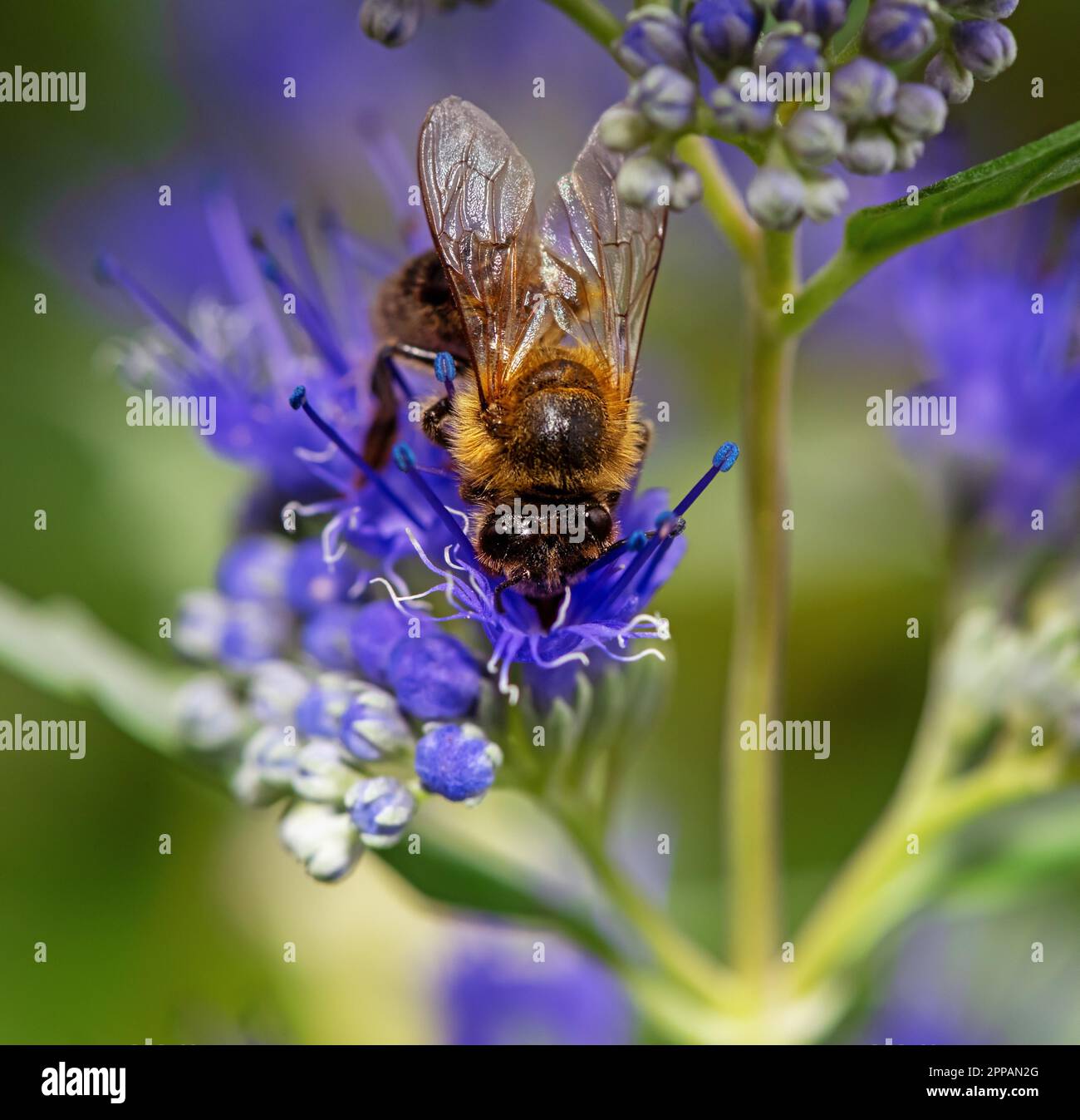Macro d'une abeille sur une fleur de bluebeard Banque D'Images