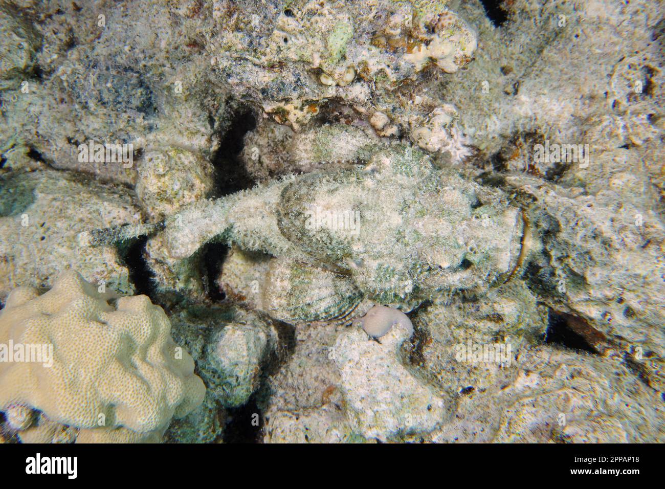 Bien camouflé à tête plate (Scorpaenopsis diablus), épave du site de plongée du Giannis D, Hurghada, Egypte, Mer Rouge Banque D'Images