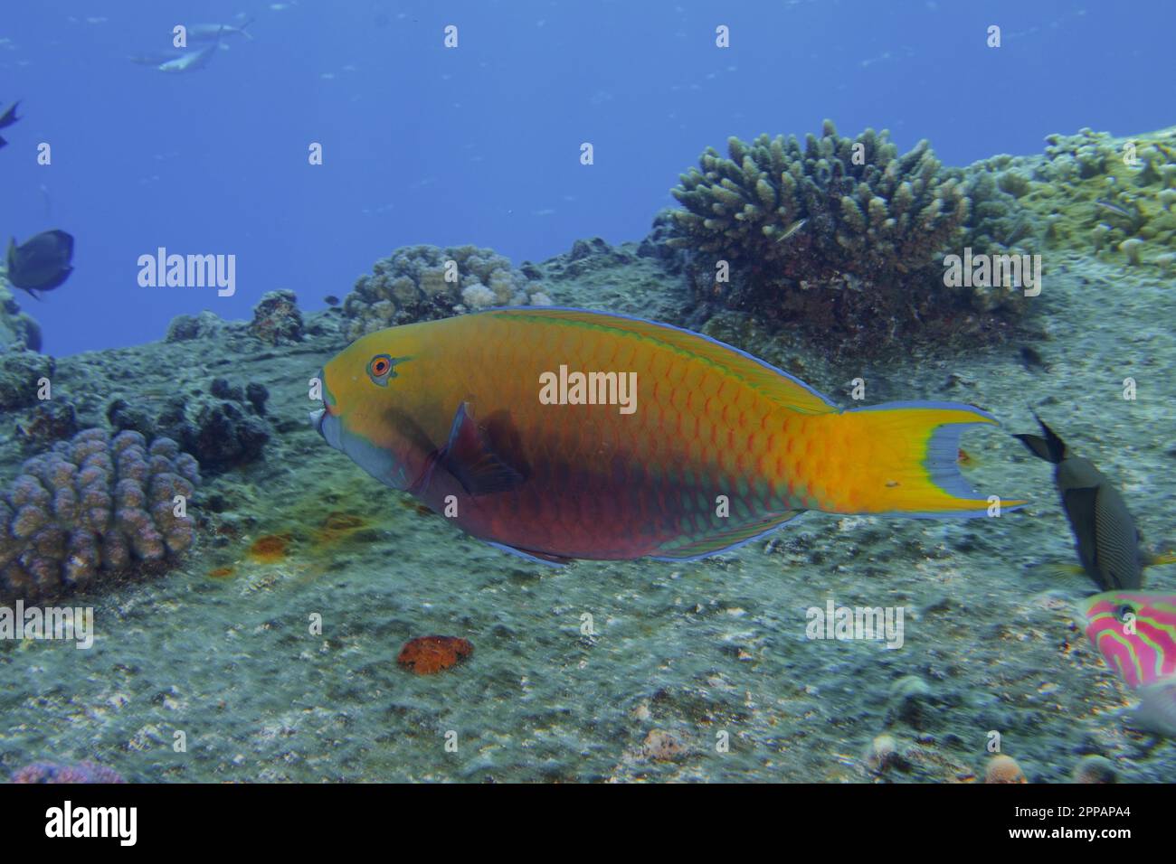 Parrotfish femelle à rumped vert (Scarus frenatus), parrotfish, site de plongée d'épave de Giannis D, Hurghada, Égypte, Mer Rouge Banque D'Images