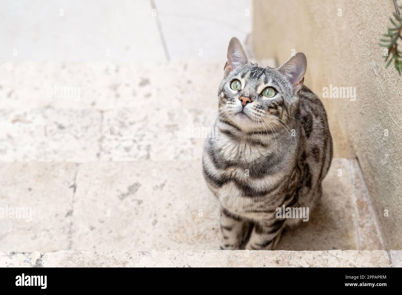 Joli chat Bengale Banque D'Images