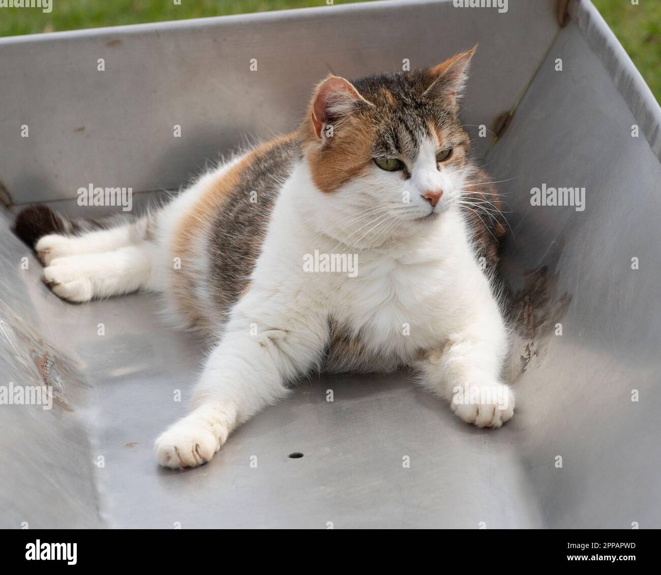 cultivent le chat dans une gouttière d'alimentation Banque D'Images