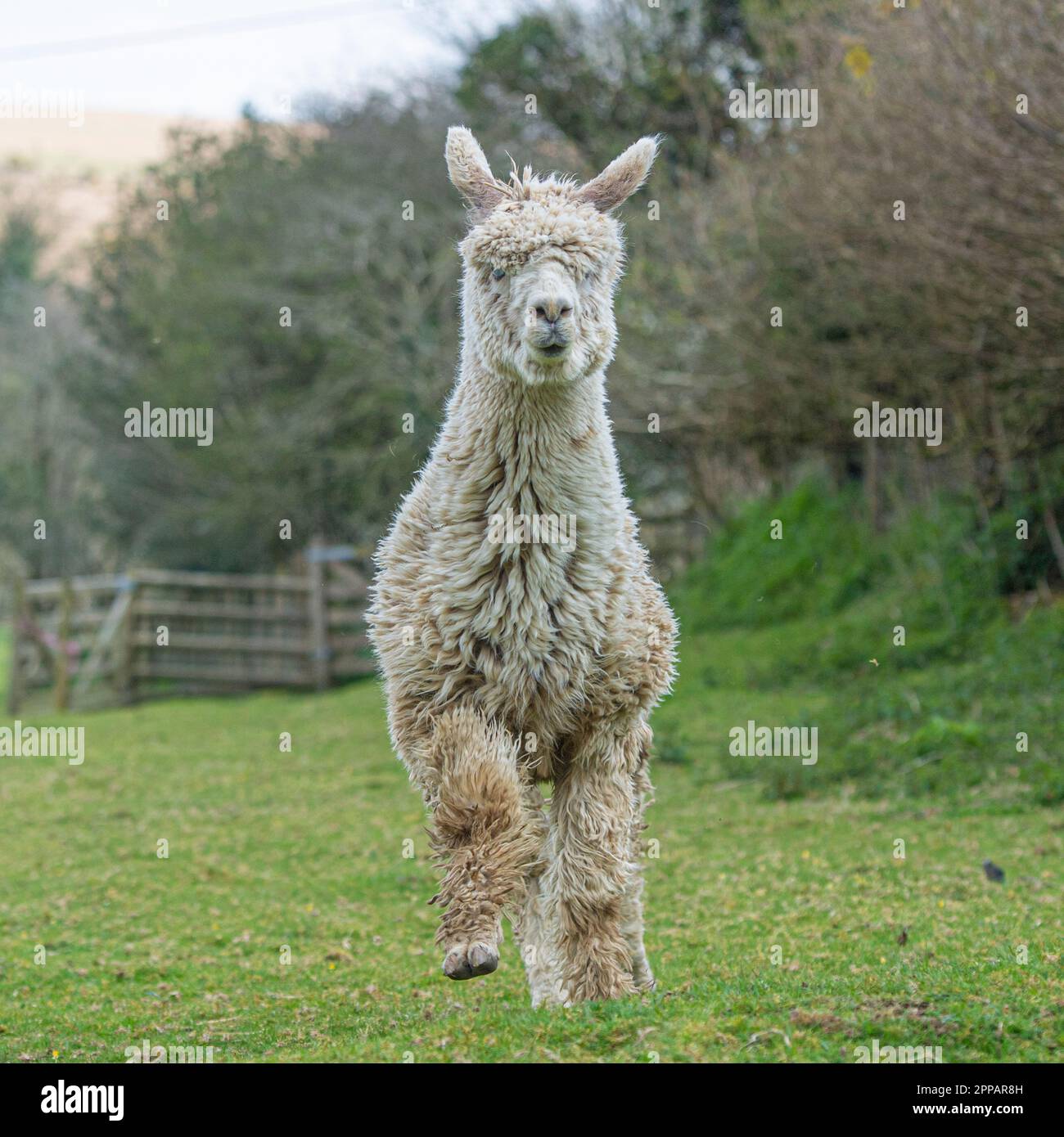 Alpaca en route vers l'appareil photo Banque D'Images