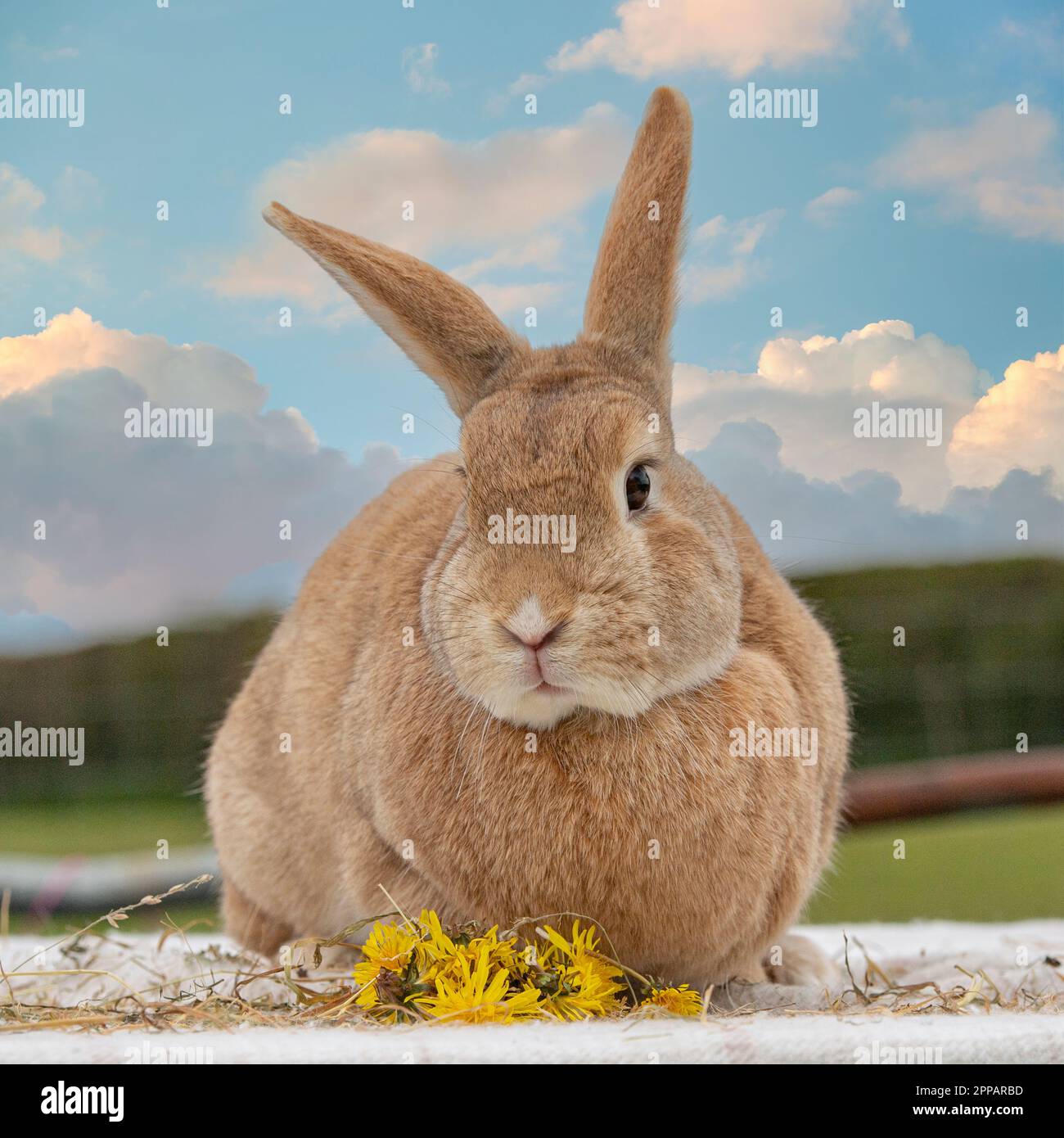 lapin rex Banque D'Images