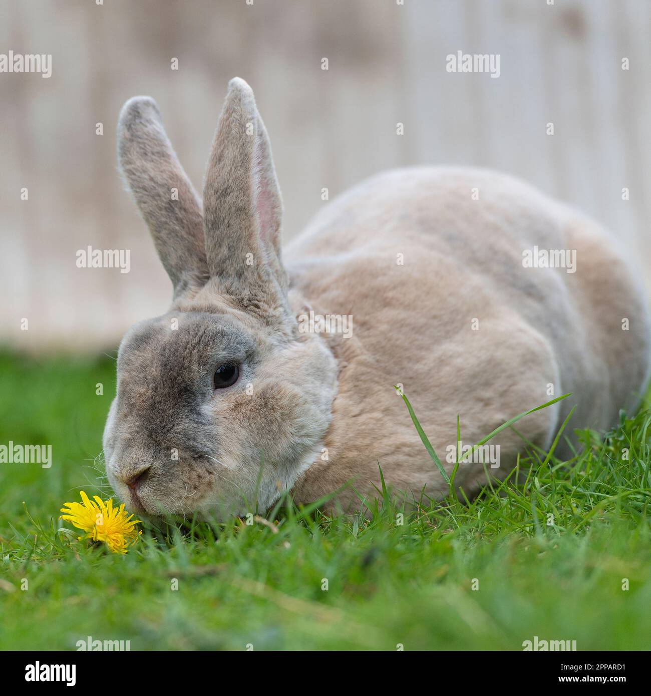 lapin rex Banque D'Images