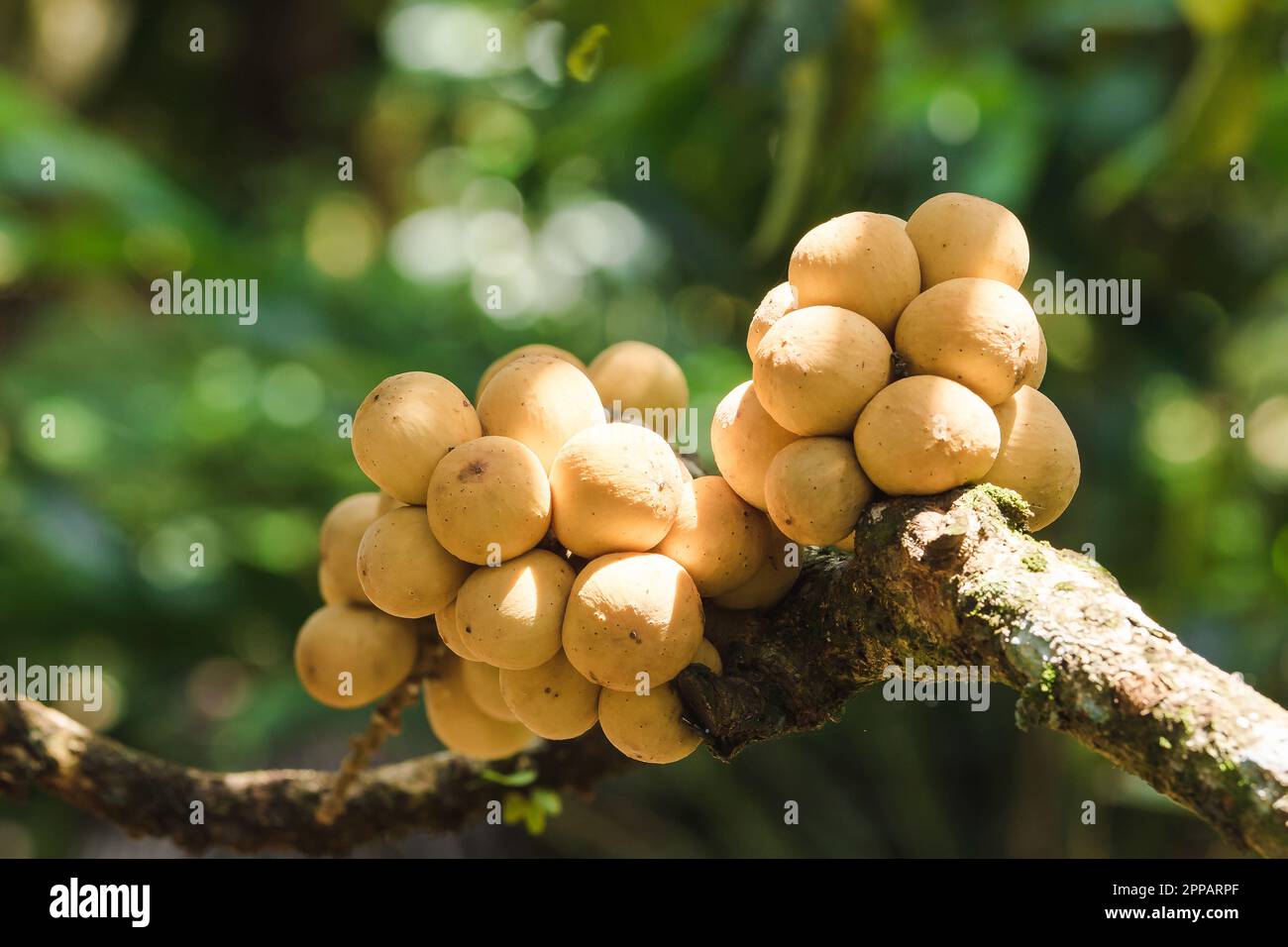 Lansium domesticum, fruit tropical, a un goût doux, sphérique, épais, rugueux, jaune appelé Longkong Banque D'Images