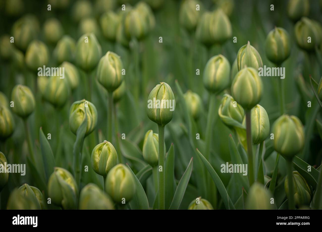 Jardin floral de type Holland par exemple le jardin botanique de Keukenhof. Il y a beaucoup de tulipes partout aux pays-Bas. Banque D'Images
