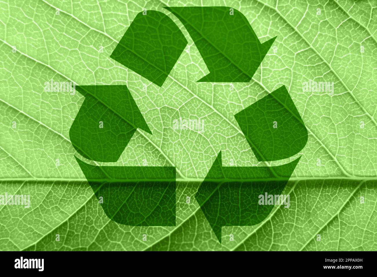 Symbole de recyclage sur une feuille verte. Photo de haute qualité Banque D'Images