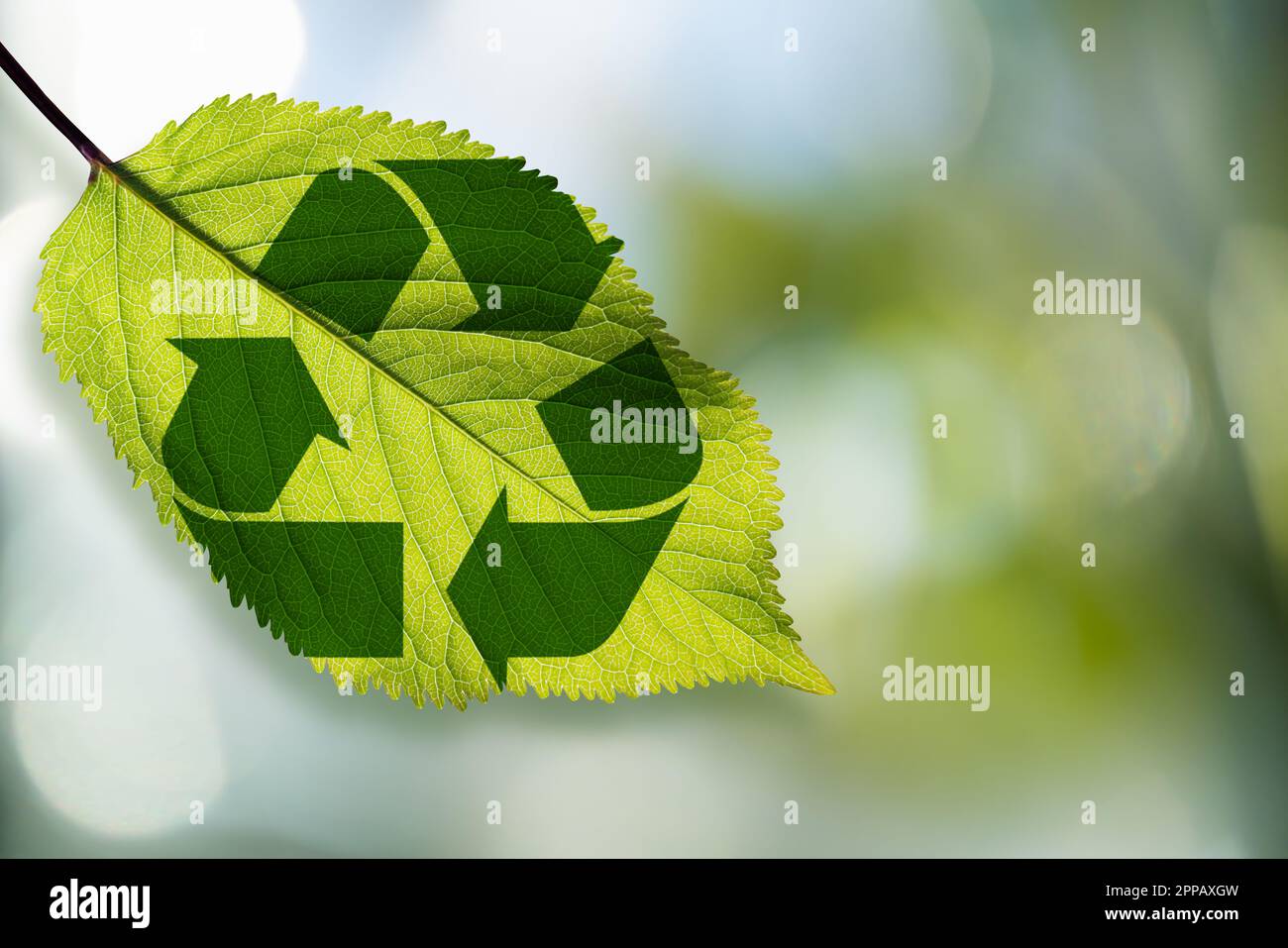 Symbole de recyclage sur une feuille verte. Photo de haute qualité Banque D'Images