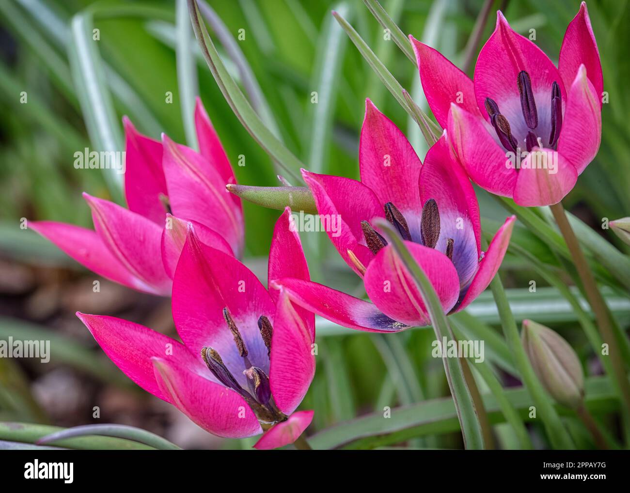 Tulipe « petite beauté » Banque D'Images