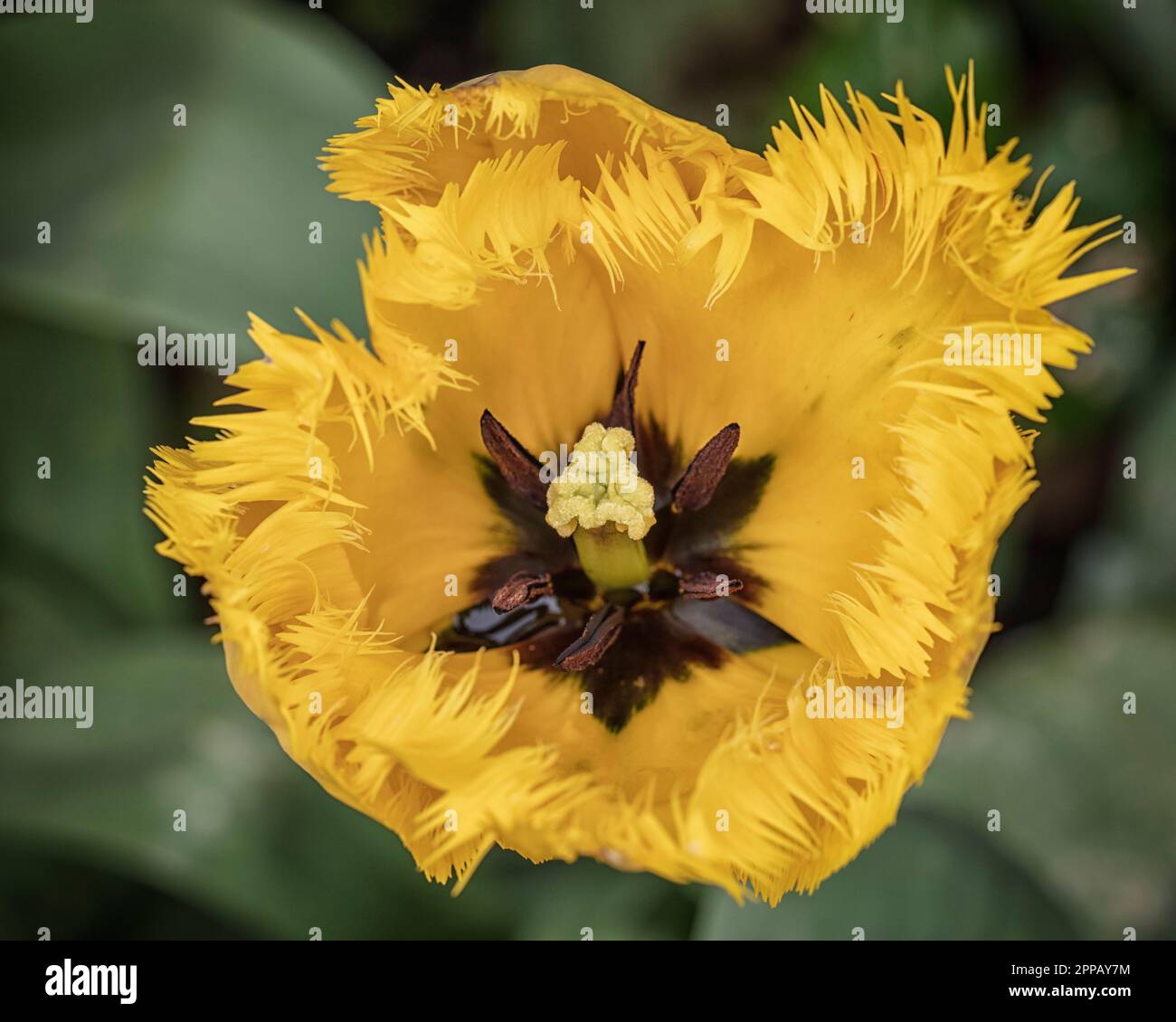 Tulipe perroquet jaune Banque D'Images