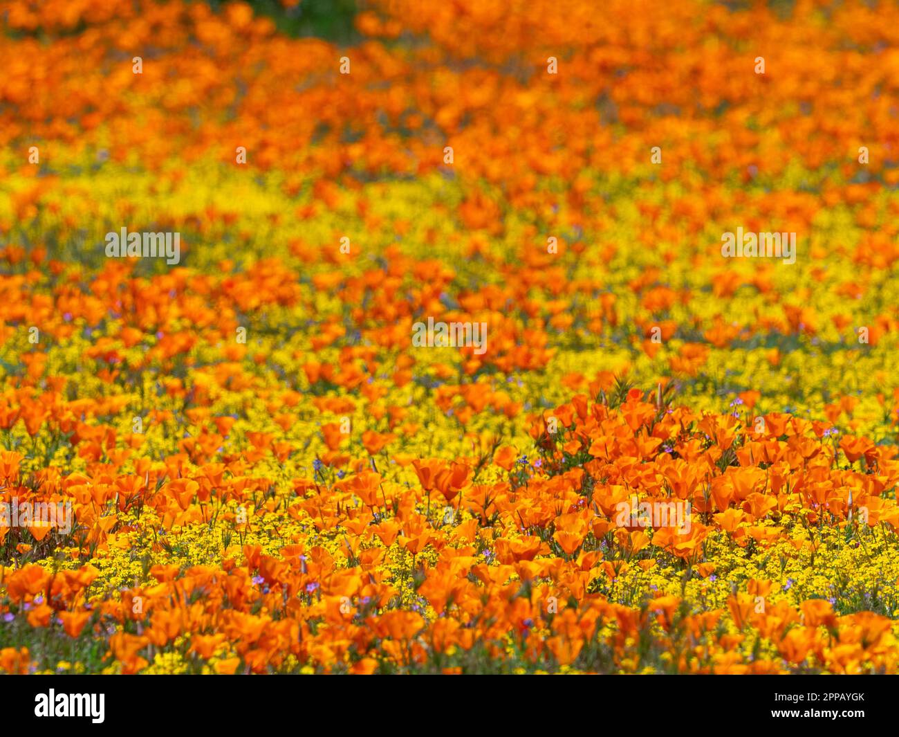 L'incroyable superfloraison de fleurs à la réserve de pavot d'Antelope Valley, près de Lancaster, Los Angeles County, Californie, États-Unis Banque D'Images