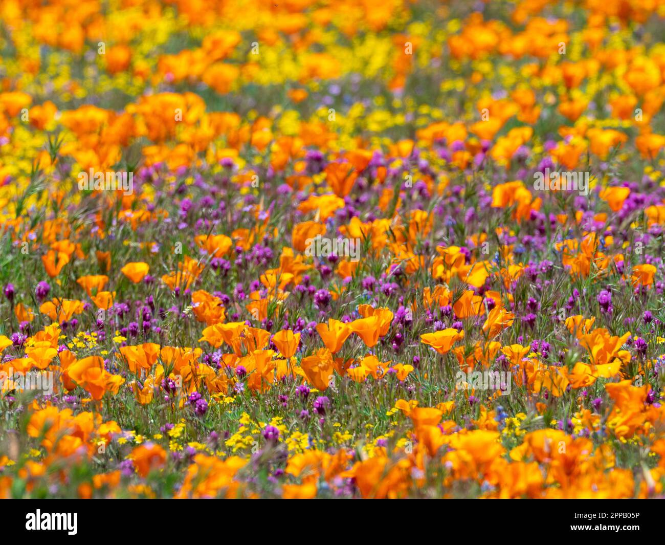 L'incroyable superfloraison de fleurs à la réserve de pavot d'Antelope Valley, près de Lancaster, Los Angeles County, Californie, États-Unis Banque D'Images