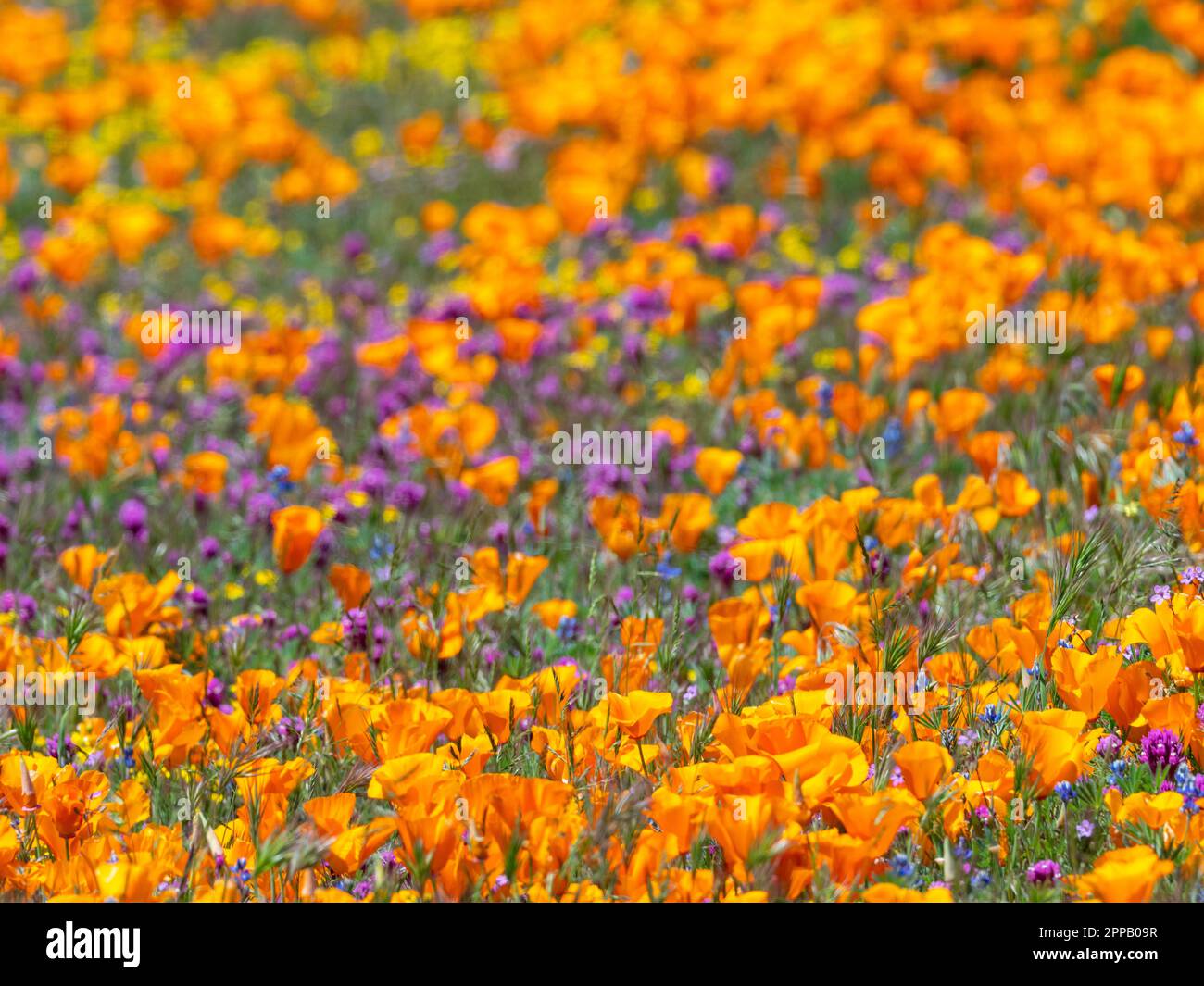 L'incroyable superfloraison de fleurs à la réserve de pavot d'Antelope Valley, près de Lancaster, Los Angeles County, Californie, États-Unis Banque D'Images