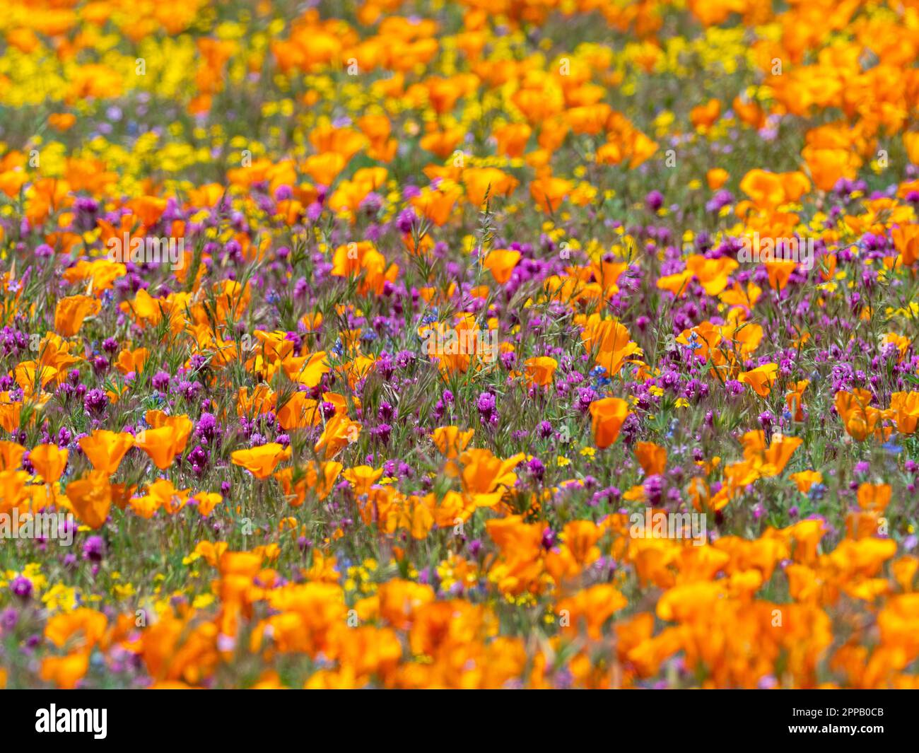 L'incroyable superfloraison de fleurs à la réserve de pavot d'Antelope Valley, près de Lancaster, Los Angeles County, Californie, États-Unis Banque D'Images