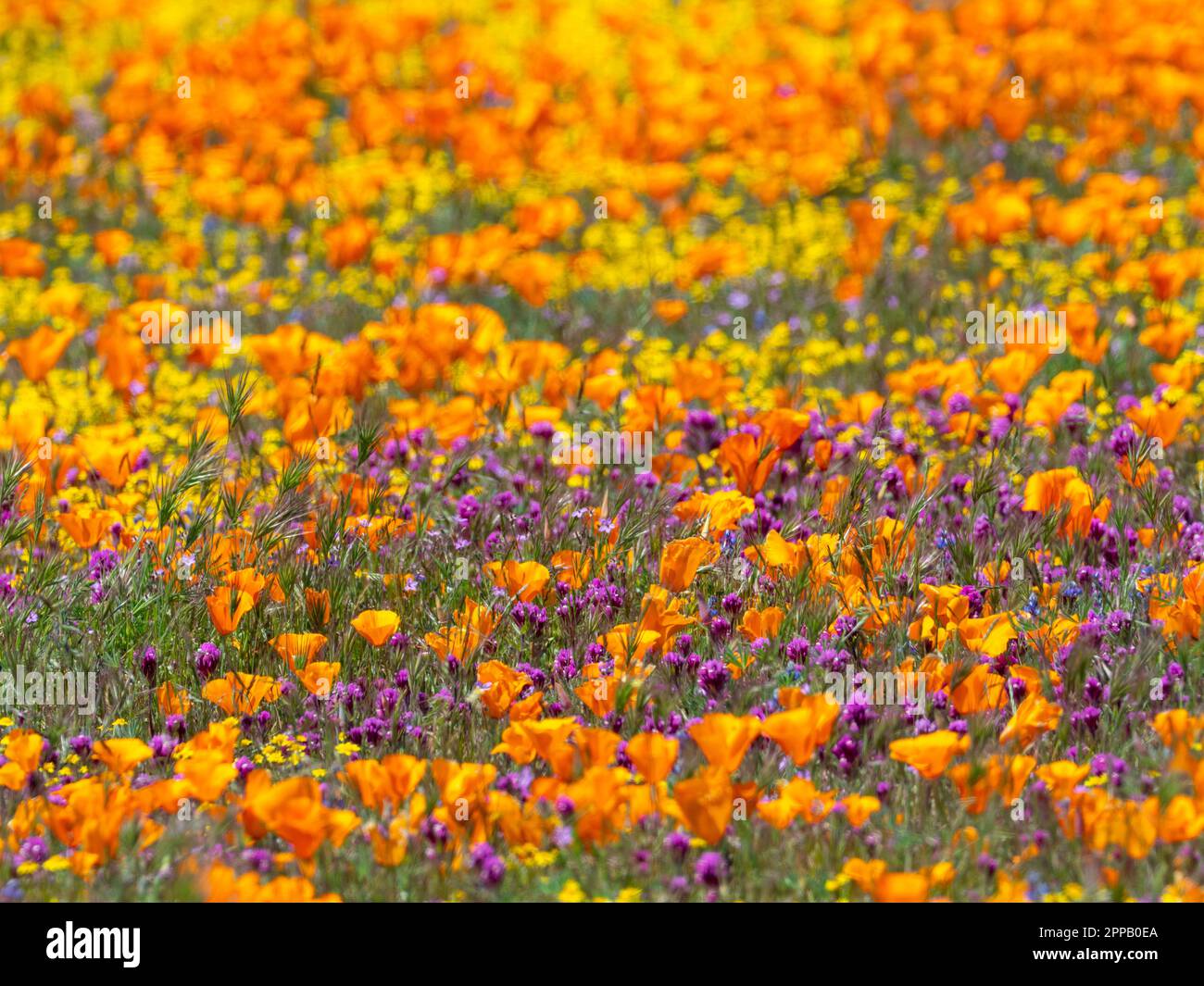 L'incroyable superfloraison de fleurs à la réserve de pavot d'Antelope Valley, près de Lancaster, Los Angeles County, Californie, États-Unis Banque D'Images