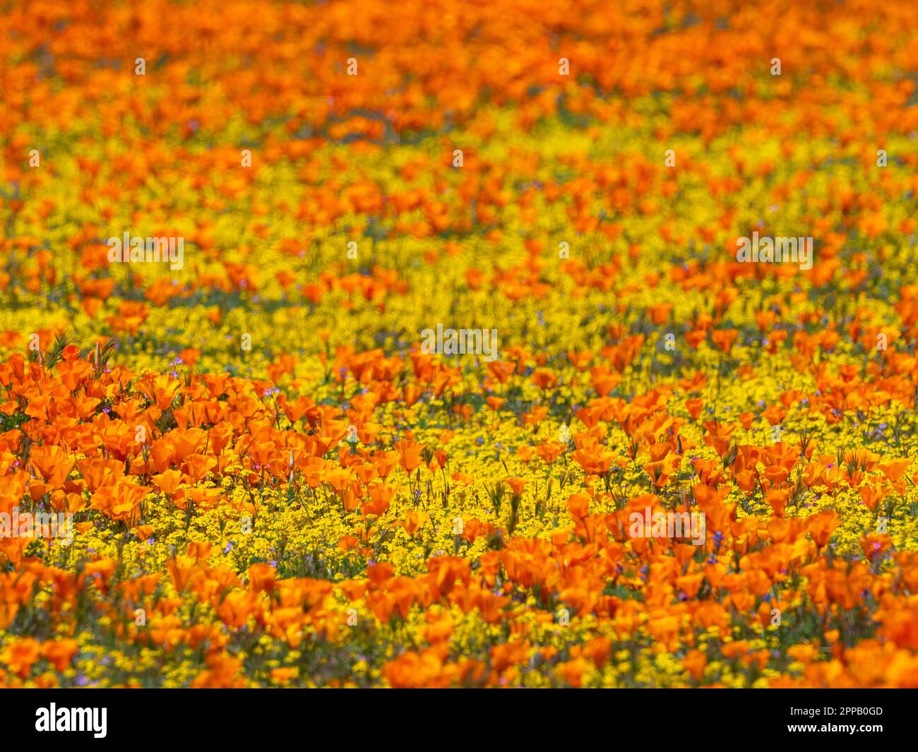 L'incroyable superfloraison de fleurs à la réserve de pavot d'Antelope Valley, près de Lancaster, Los Angeles County, Californie, États-Unis Banque D'Images