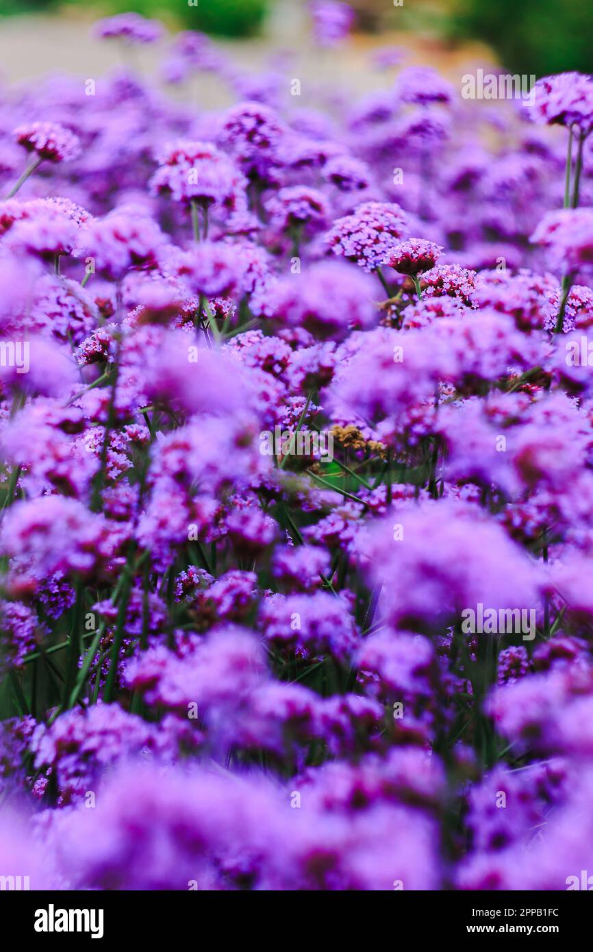 Verveine est florissant et beau dans la saison des pluies. Banque D'Images