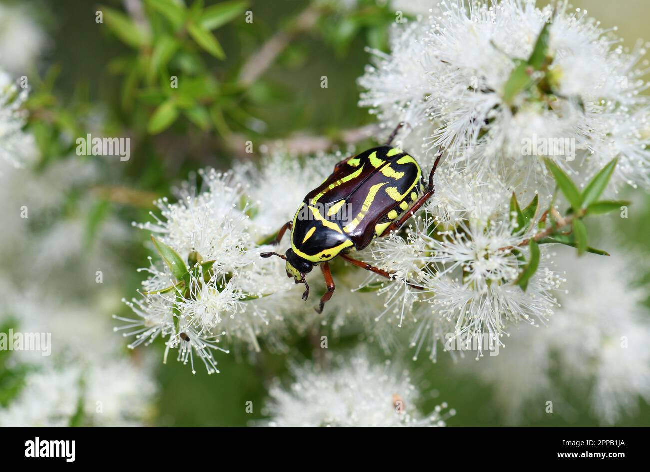 Gros plan de Fiddler Beetle, originaire d'Australie, Eupoecila australasiae, famille des Scarabaeidae, se nourrissant du nectar des fleurs d'arbre à thé de Melaleuca, Cowra NSW Banque D'Images