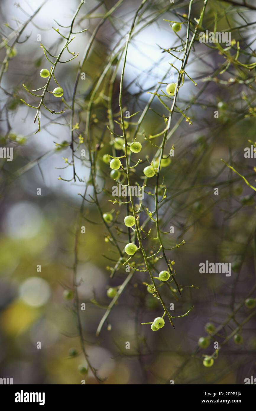 Petit nourrissant de Bush fruits verts comestibles de la forêt australienne de Sour Currant Bush, Leptomeria acida, famille Santalaceae, poussant dans les bois de Sydney Banque D'Images