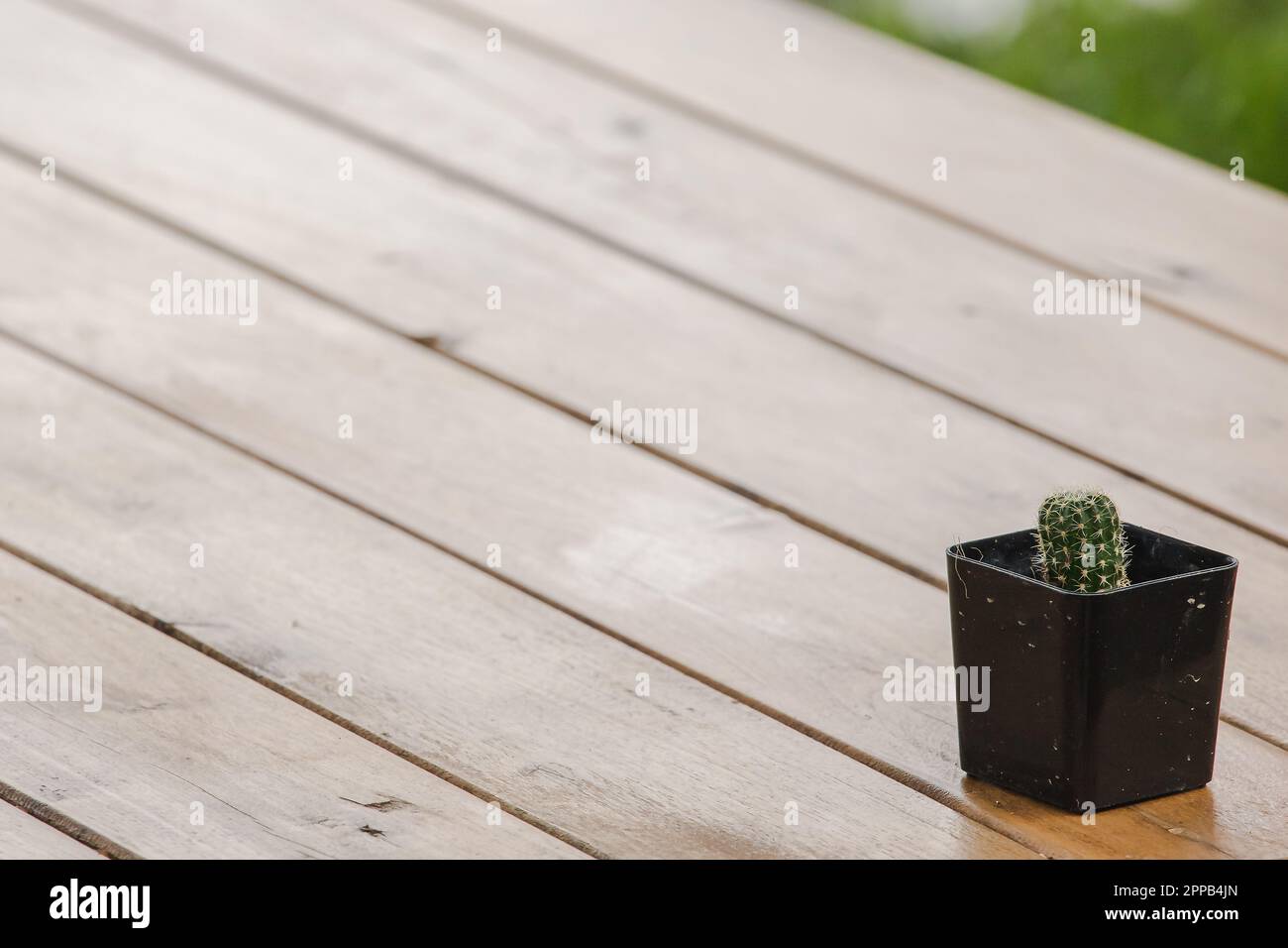 Cactus dans des pots placés sur une table en bois Banque D'Images