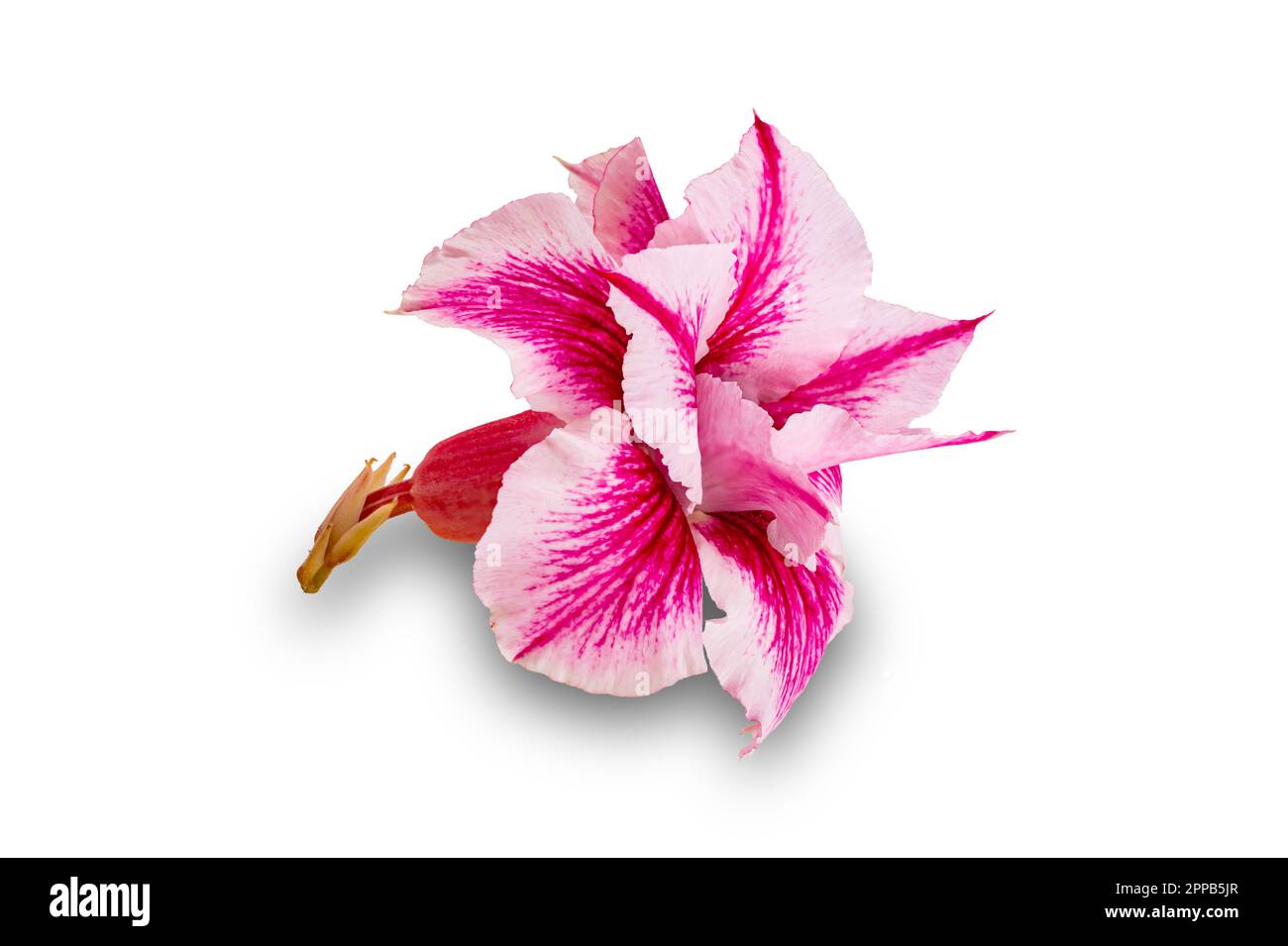 Gros plan de belle fleur tropicale rose adenium, désert rose avec pédoncule isolé sur fond blanc avec chemin de coupure, vue latérale, hori Banque D'Images