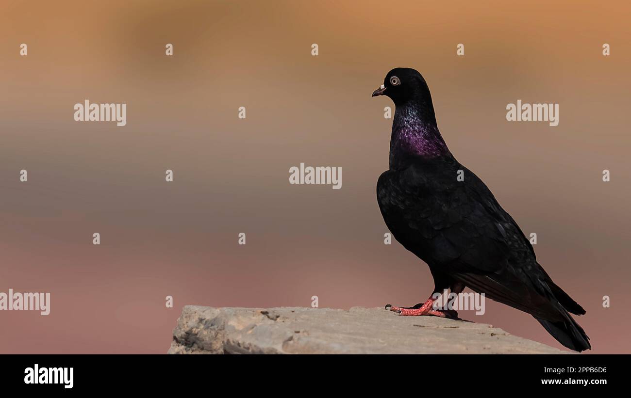 pigeon impérial noir isolé, assis dans la roche, arrière-plan flou Banque D'Images