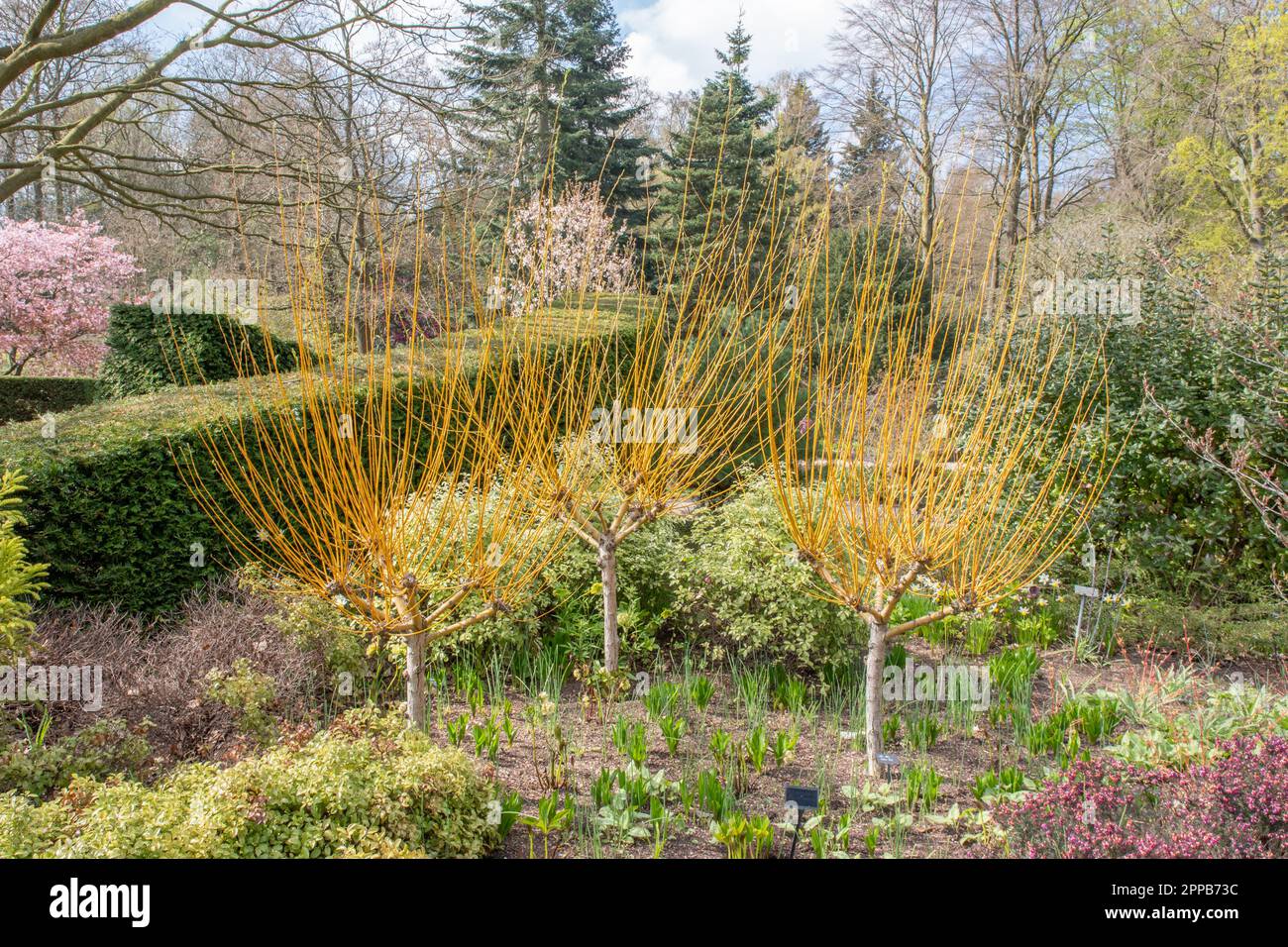 Salix alba « Golden Ness » Banque D'Images