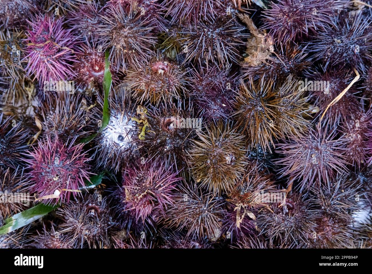 Paracentrotus lividus, oursin violet. Ricci di Mare, Sea Urchins en vente sur le marché aux poissons de Catane, Sicile, Italie Banque D'Images