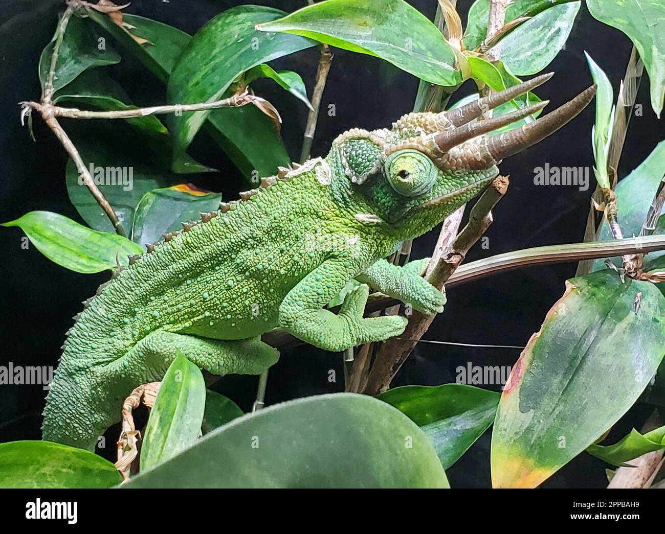 Gros plan d’un chameleon vert de Jackson sur un arbre Banque D'Images