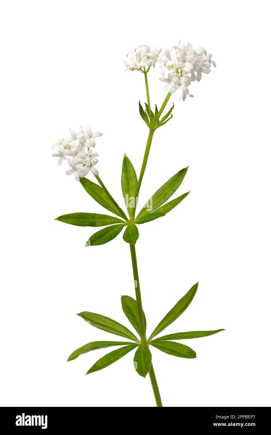 Branche de plante de woodruff douce et verte fraîche avec des fleurs isolées sur fond blanc Banque D'Images