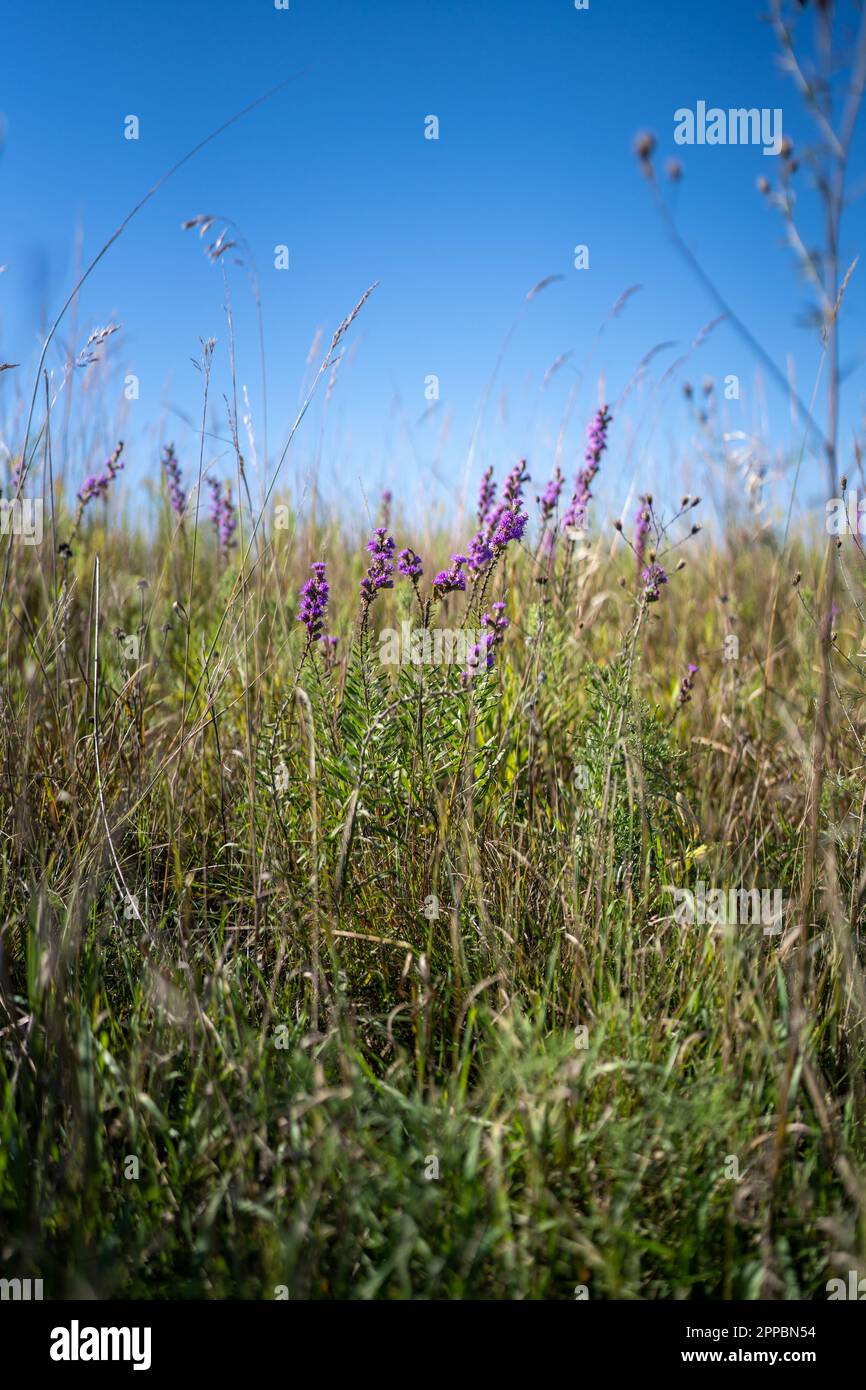 fleurs violettes au milieu d'une grande herbe dans une prairie Banque D'Images