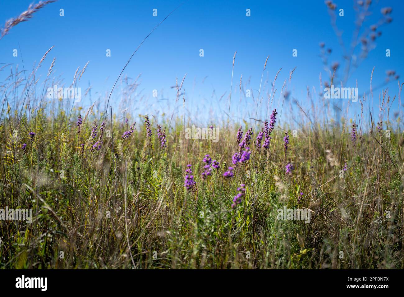 fleurs violettes au milieu d'une grande herbe dans une prairie Banque D'Images