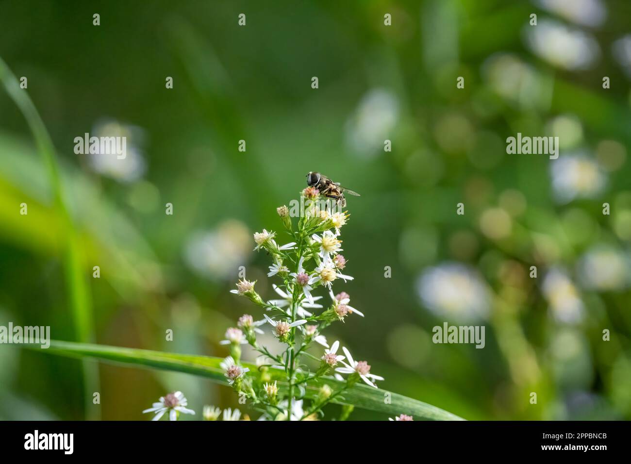 gros plan d'un petit insecte semblable à une abeille sur des fleurs Banque D'Images